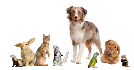 cats_dogs_rodents_birds.png